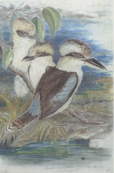 Great Brown Kingfisher (Dacelo gigantiea), John Gould
